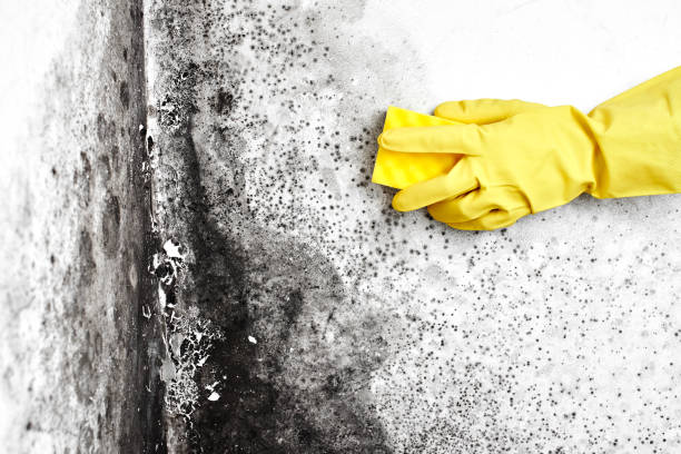 Best Mold Removal Company Near Me  in Royal Palm Estates, FL