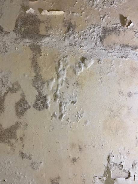 Best Emergency Mold Removal  in Royal Palm Estates, FL